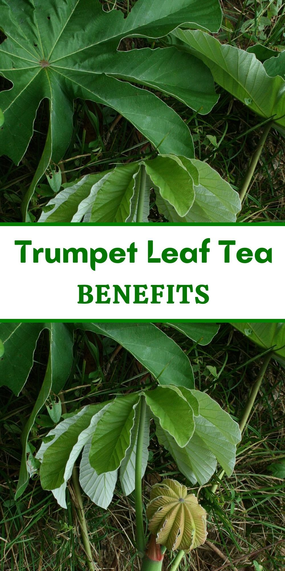 Trumpet Leaf Tea Benefits