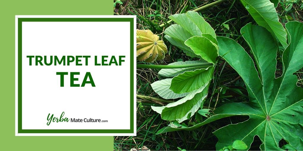 Trumpet Leaf Tea