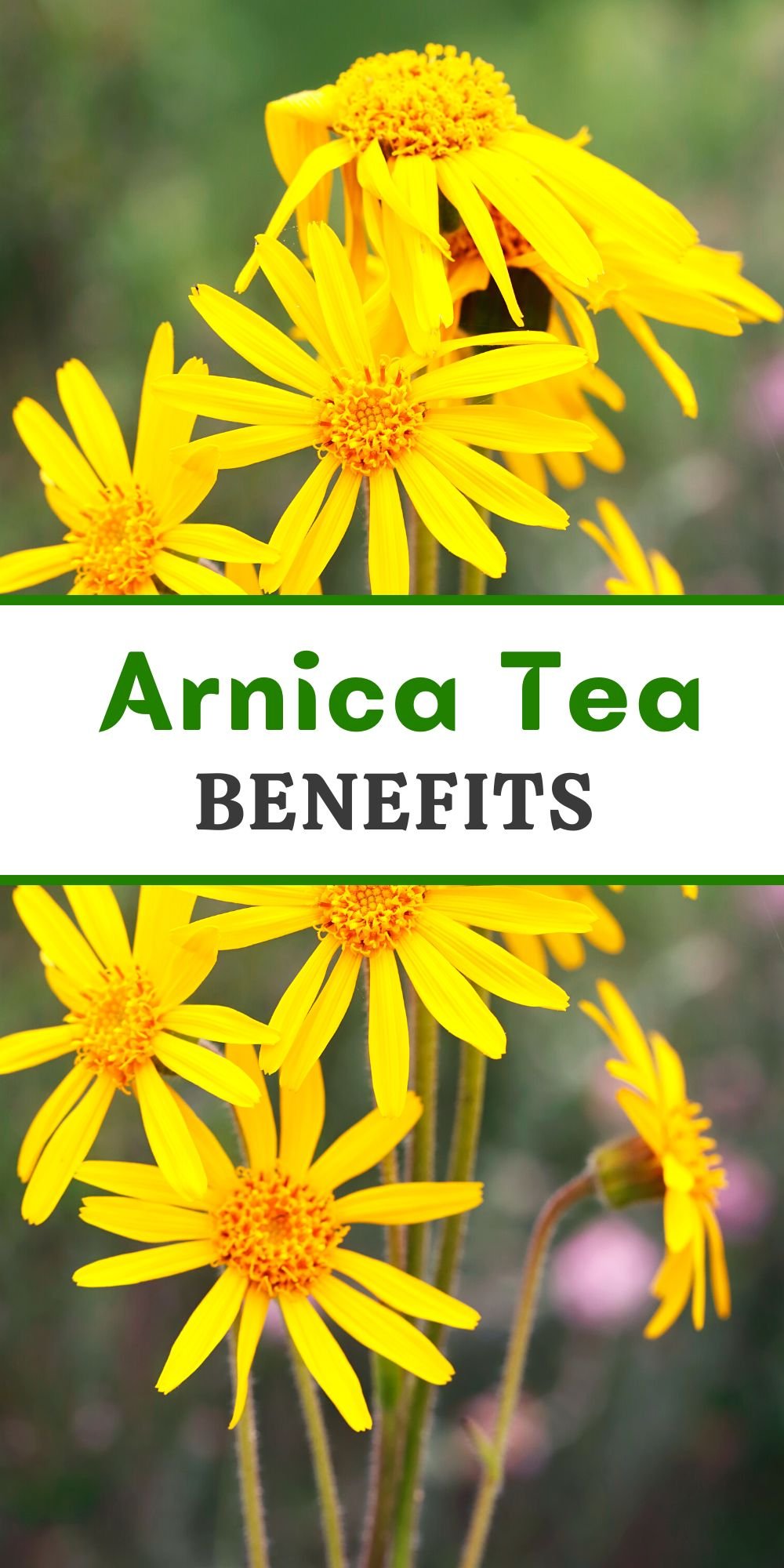 arnica tea benefits