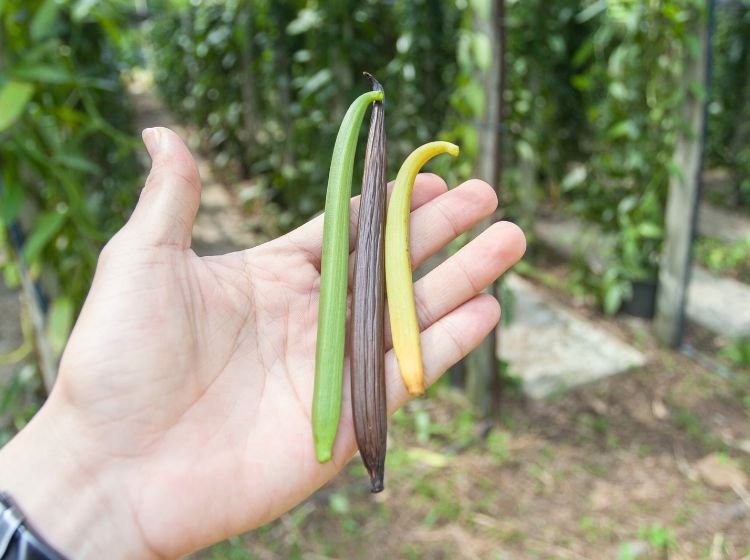 green, yellow, and brown vanilla beans