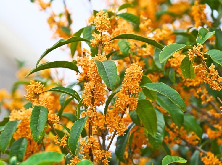 Osmanthus fragrans