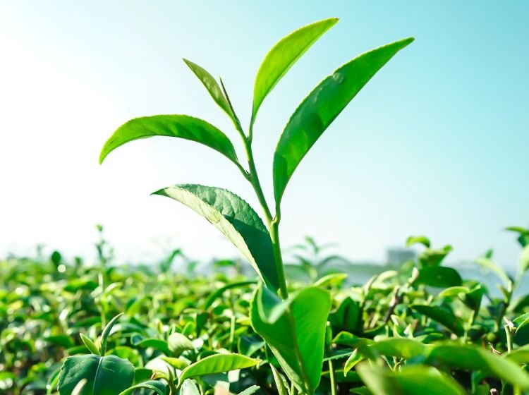 camellia sinensis tea plant