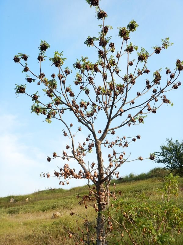 Amphipterygium adstringens tree cuachalalate