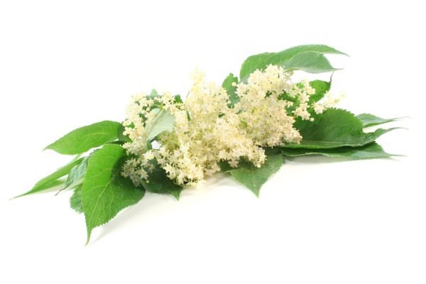 Elderflower