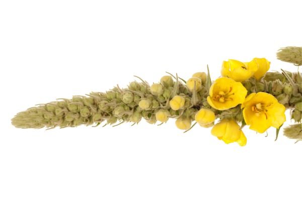 Mullein Flower