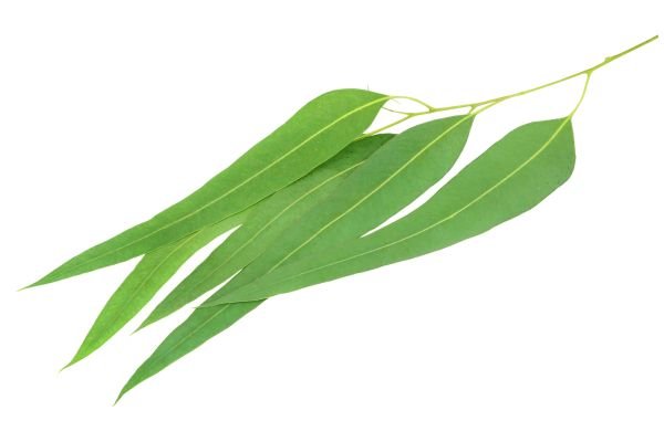 eucalyptus leaves