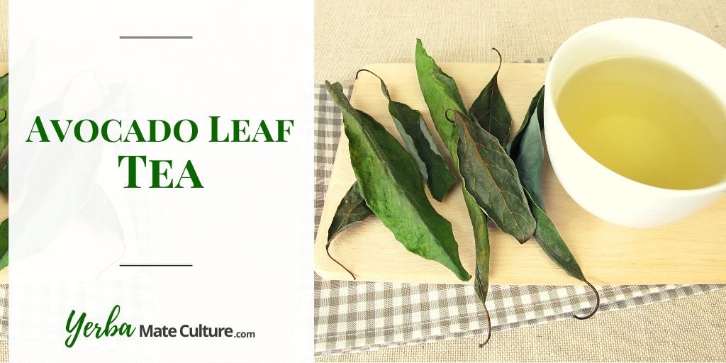 avocado leaf tea benefits