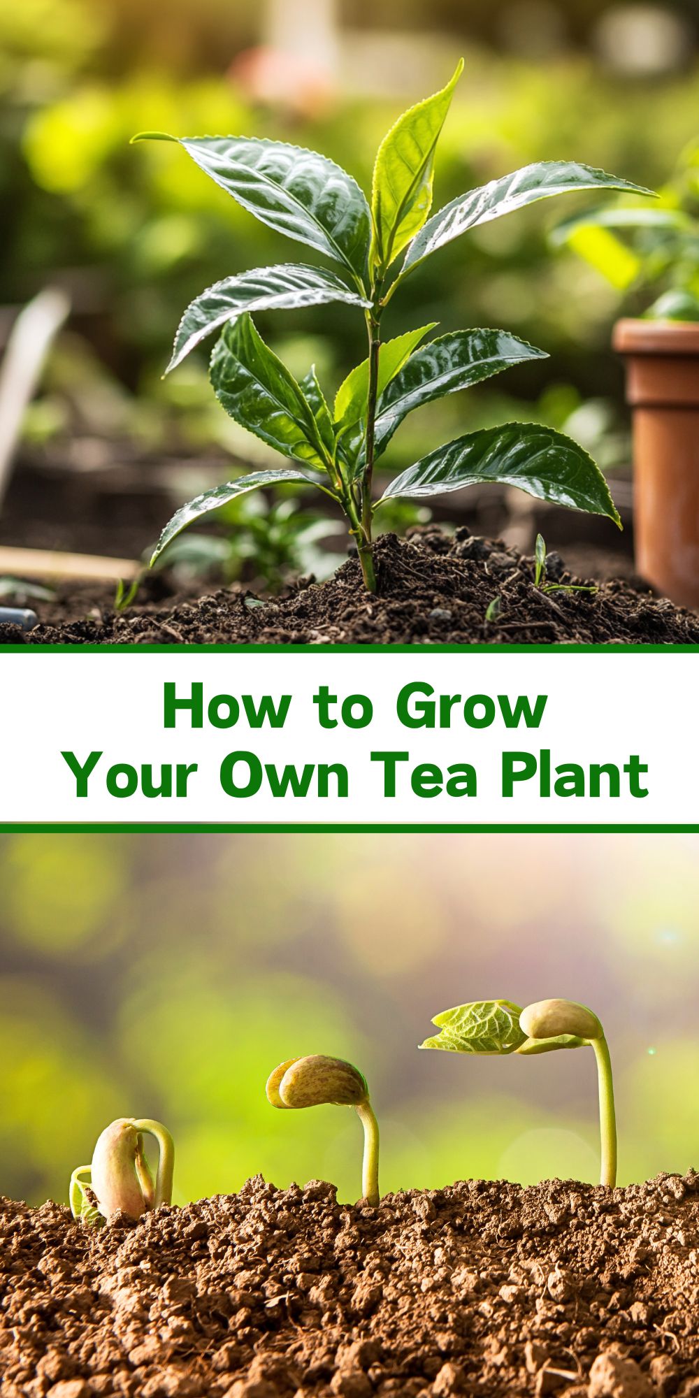 How to Grow a Tea Plant