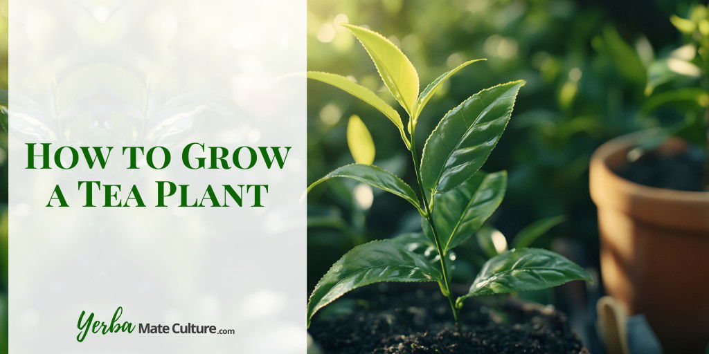 How to Grow a Tea Plant