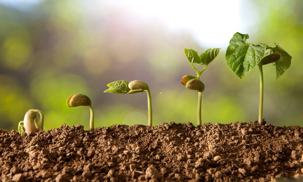 tea plant germination