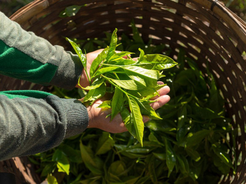 tea plant harvesting