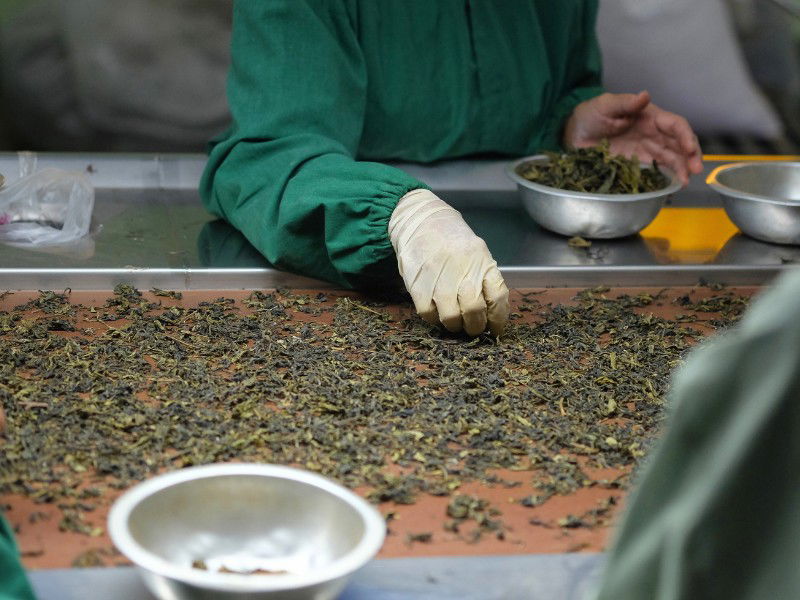 tea plant processing